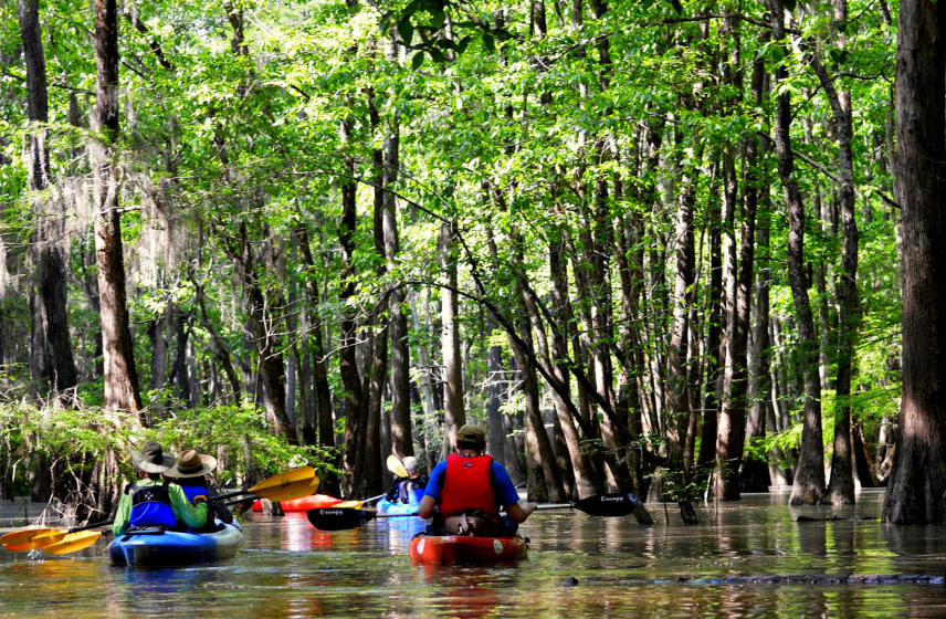 Sparkleberry Swamp Entrance